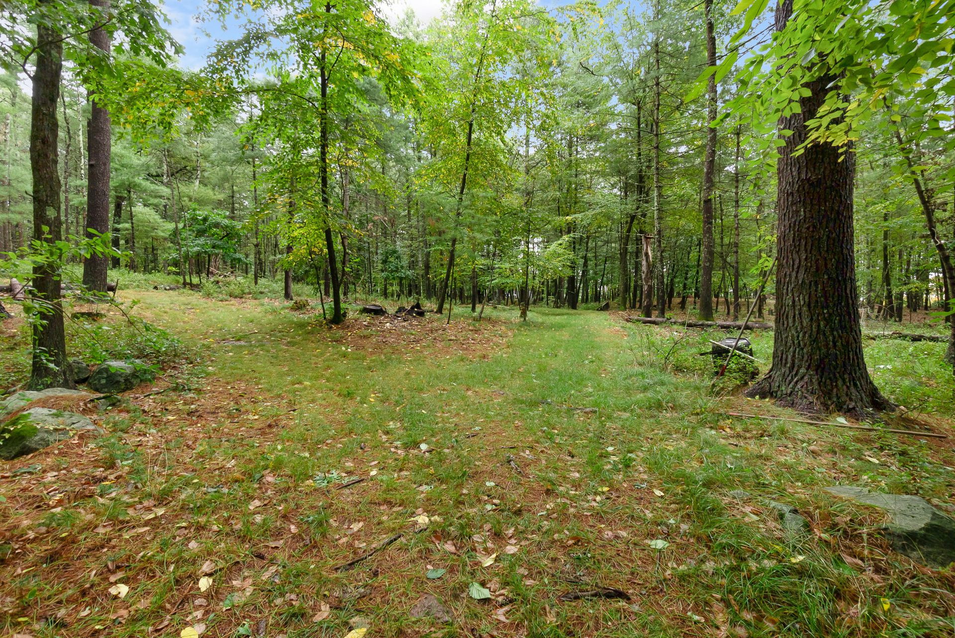 A mown path through open woods with a large tree at right