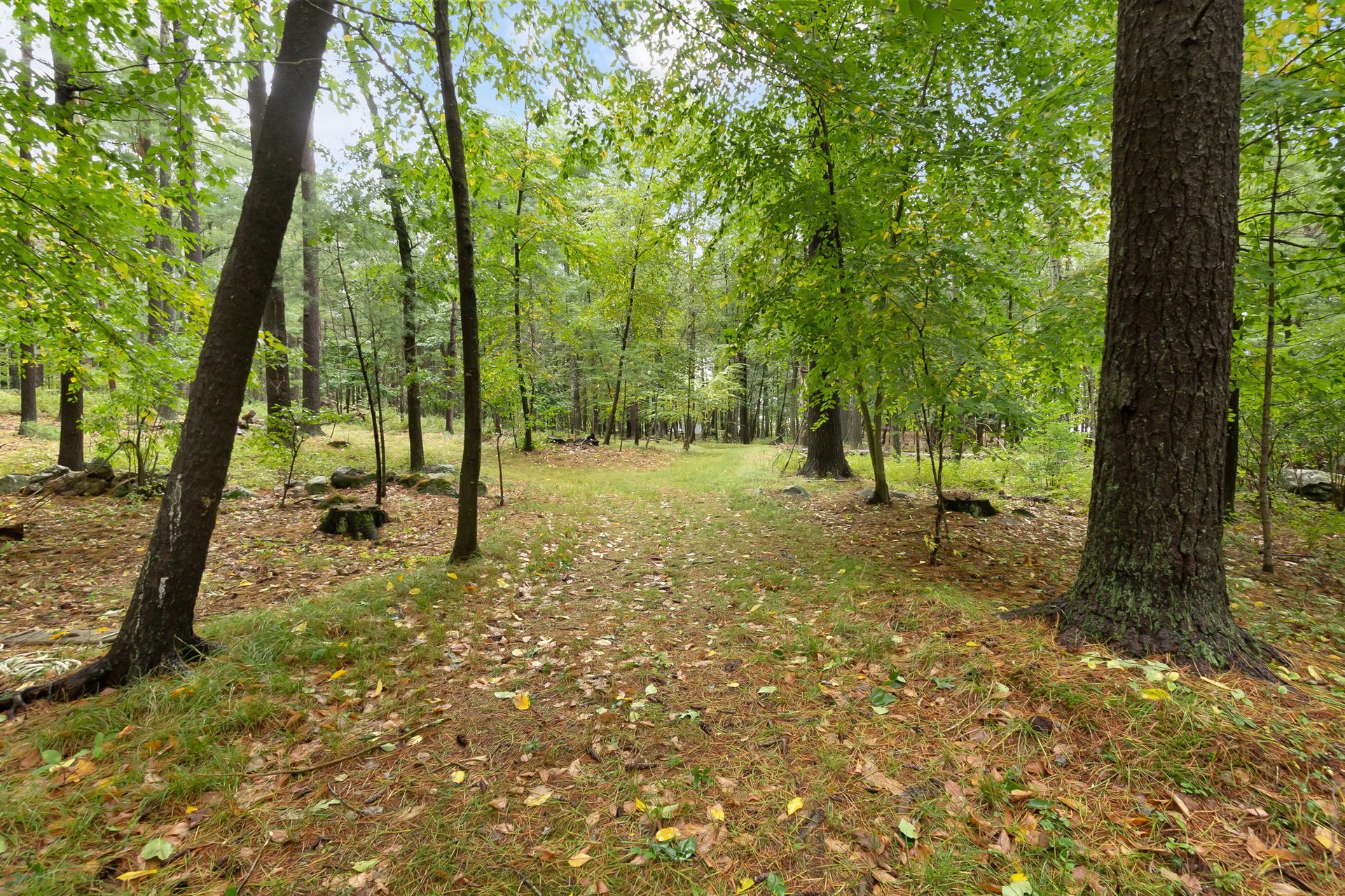 Open woods with leaf litter and large trunks